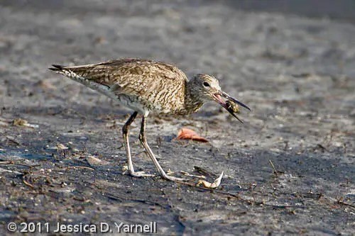Willet eating crab by Jessica D. Yarnell ©2011; permission required for use.